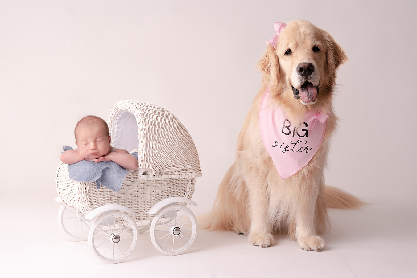 Portrait of newborn in a carriage prop with a golden retriever posed sitting beside the carriage